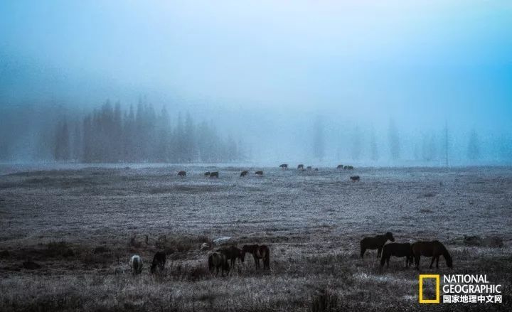 月亮湾|十月去趟喀纳斯，一切秋天黯然失色