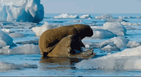 0m点击播放 gif0.0m骑在虎鲸的背上,同它一起冲向鱼群.