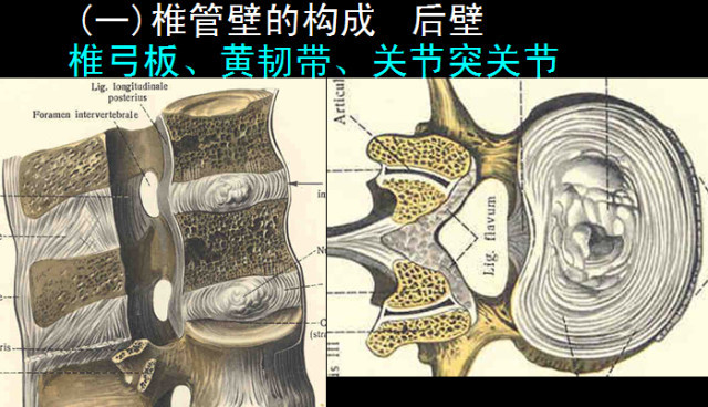 脊柱椎管解剖全面詳解