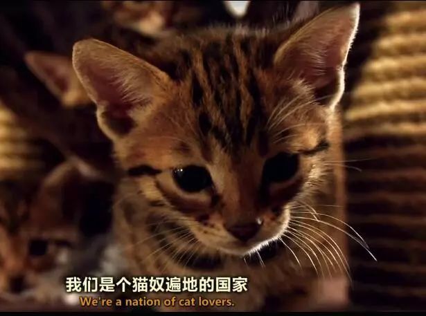 bbc纪录片小猫的秘密