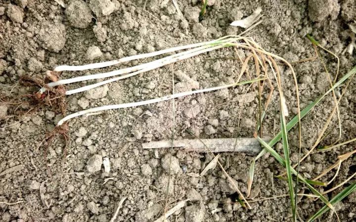 苗弱|小麦苗稀、苗弱、苗黄、枯死咋回事？原因找到，抓紧对照！