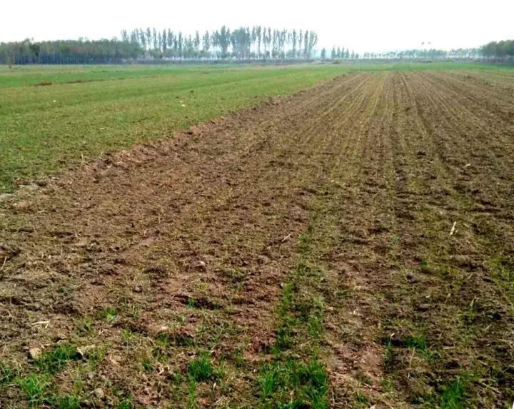 苗弱|小麦苗稀、苗弱、苗黄、枯死咋回事？原因找到，抓紧对照！