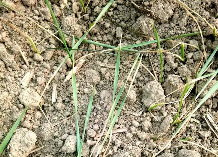 苗弱|小麦苗稀、苗弱、苗黄、枯死咋回事？原因找到，抓紧对照！