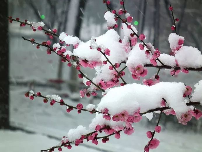 张功甫撰写了[梅品]专门介绍如何欣赏梅花《梅品》曰有二十六宜淡云