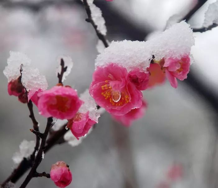 大寒雪中賞梅傲雪凌霜