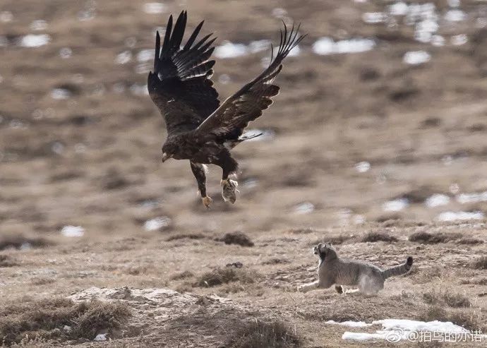 猛禽|当猛禽飞过大地时，大地早已不是曾经的模样！
