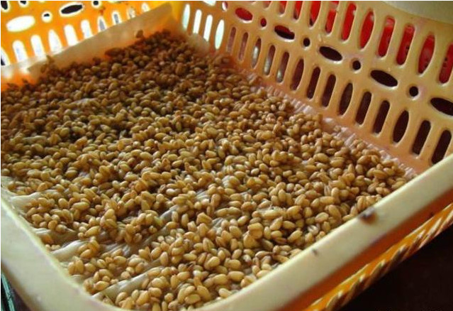 野外垂钓大鲤鱼和大草鱼的首选窝料,如何制作臭麦子窝料呢?