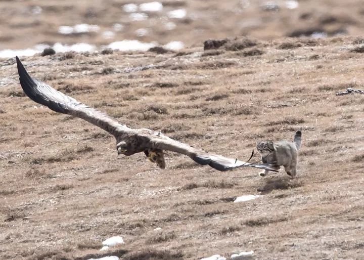 猛禽|当猛禽飞过大地时，大地早已不是曾经的模样！