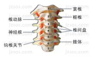 第二頸椎,因其連接之間沒有椎間盤結構,且活動方向會與3-7頸椎相反