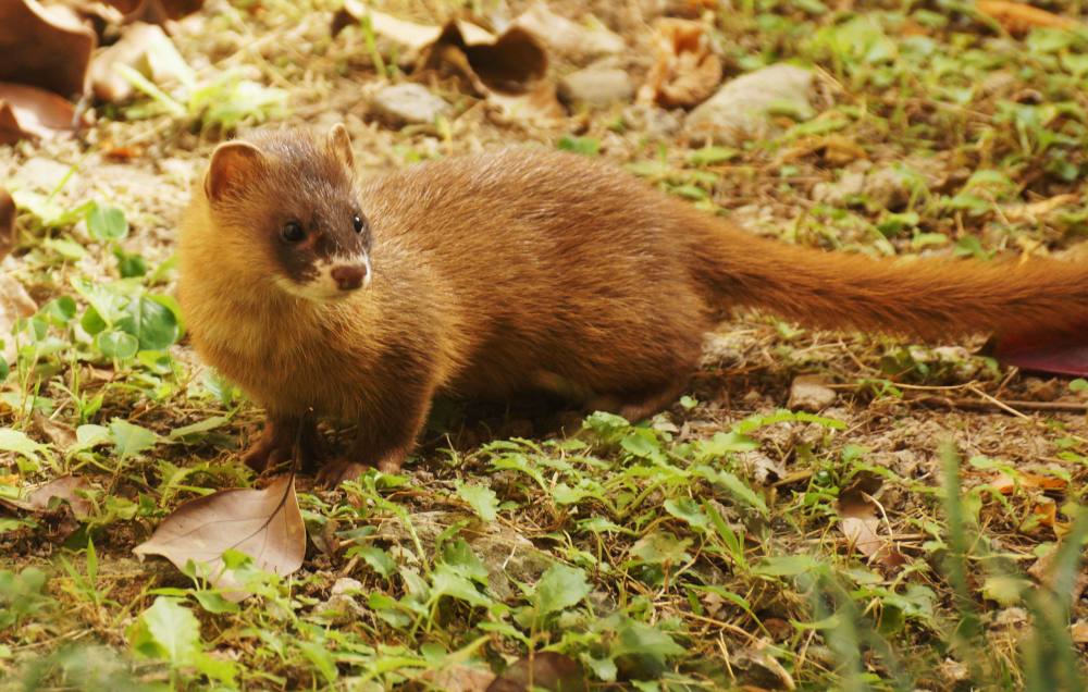 其实并不是这样,黄鼠狼的学名叫做黄鼬,而这种动物最喜欢吃的食物其实