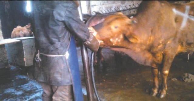 农村电击杀牛?