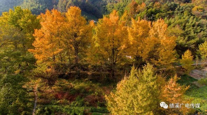 又到季节了 中国最美银杏村 绩溪县黄土坎村邀您去看美景 腾讯新闻