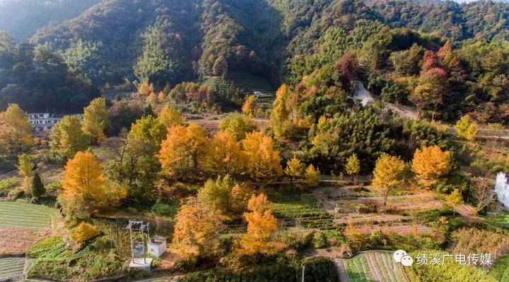 草节湾这些银杏树都有悠久历史,其中有两棵参天大树,一棵叫黄连铁树