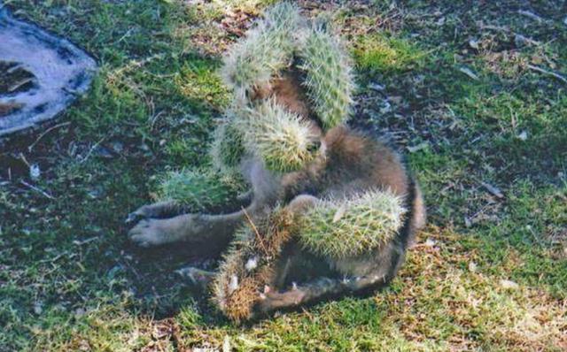 男子发现全身沾满刺球的怪物,好心帮它清理,真实身份吓了他一跳