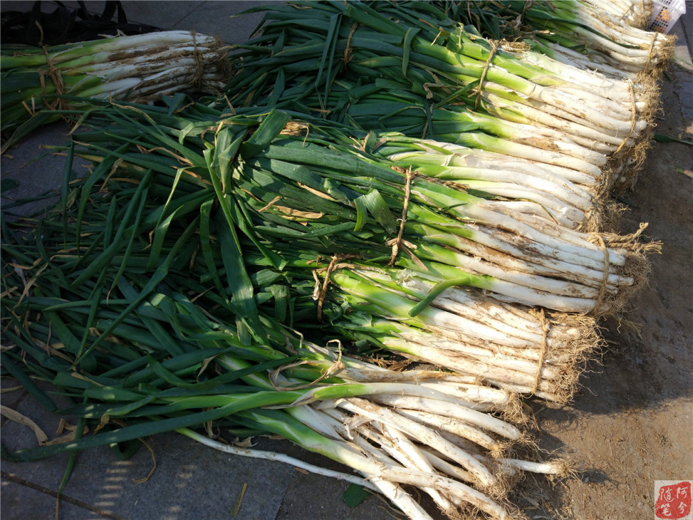 大白菜也8毛多一斤了,买了一棵白菜也花了近10元.