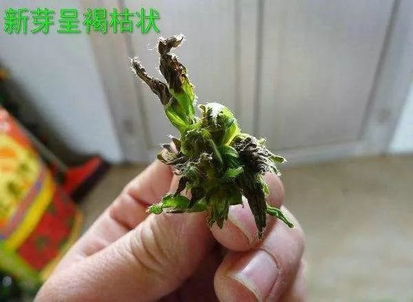 會造成頂芽,側芽,根尖等分生組織易腐爛,死亡,呈 