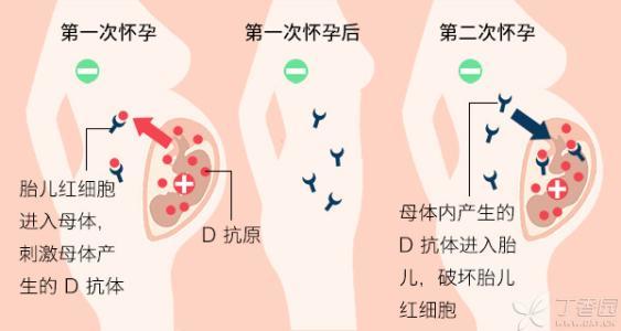 广州2600名熊猫血星人有了熊猫会