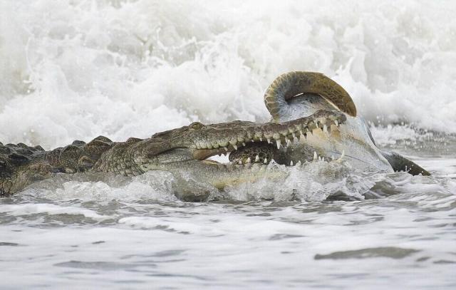盘点鳄鱼捕食瞬间手段残忍口味重