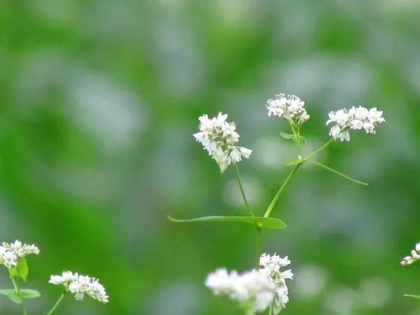 點點白茫茫一片,甚是壯觀,如雪如霧凇,純白潔靜~蕎麥的花語是