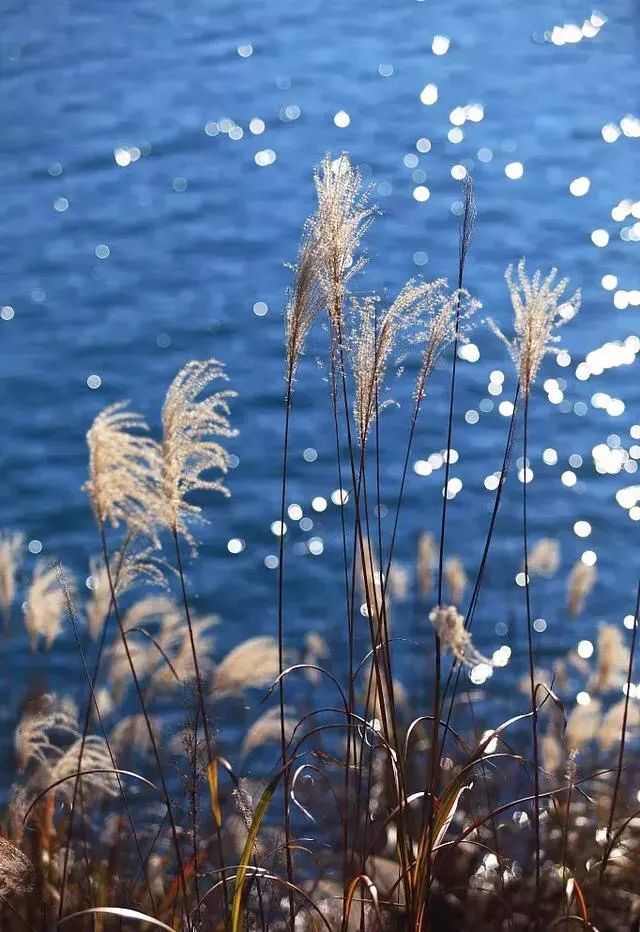 银杏还未黄芦苇已花白教你拍出好看的芦苇