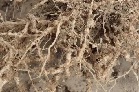 植保《一分钟读懂根结线虫》《虫螨腈杀虫效果虽好