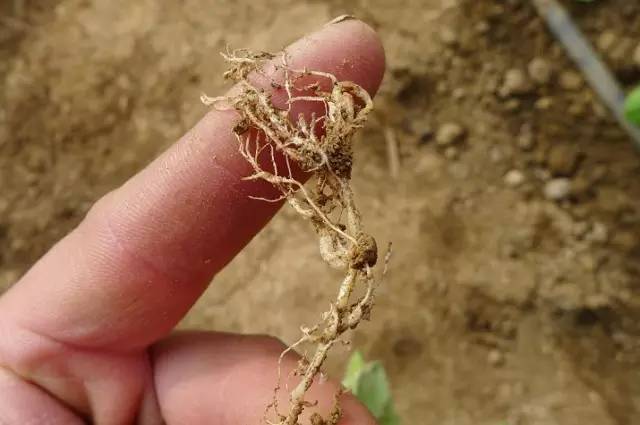 植保《一分钟读懂根结线虫》《虫螨腈杀虫效果虽好