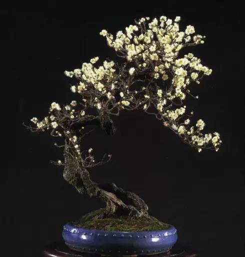精品梅花盆景