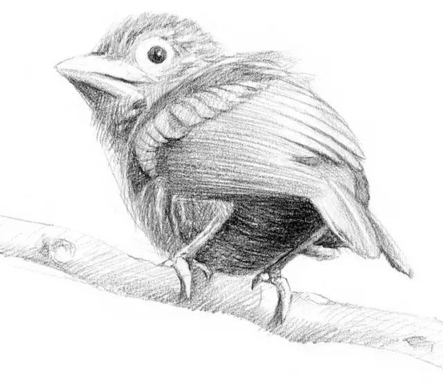 啄木鸟的素描教程,很详细哦!