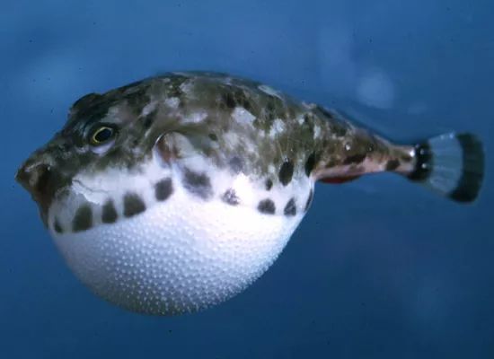 小心"萌鱼"有毒! 切勿好吃贪嘴