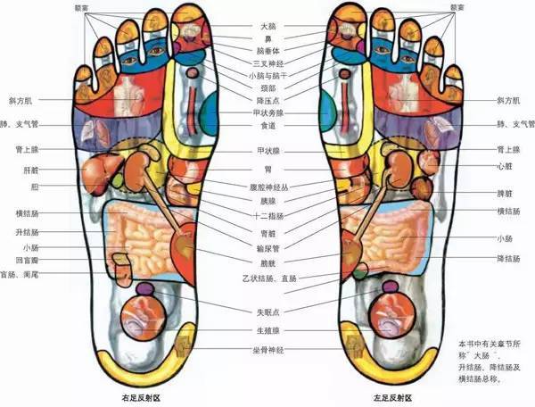 人体全息图,哪里不适按哪里(留着备用)