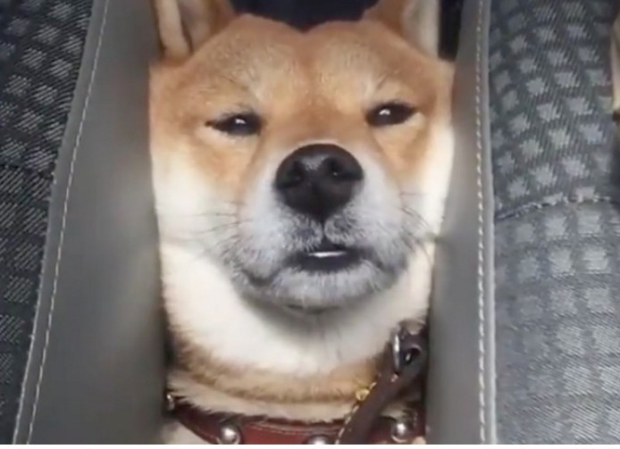 男子开车带着柴犬回老家柴狗被挤得脸变形满脸生无可恋