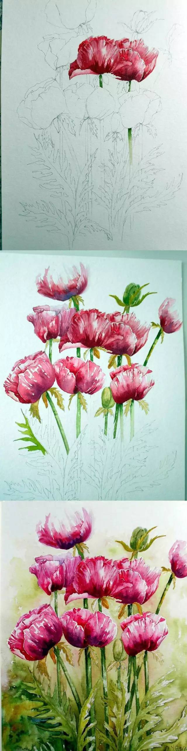 水彩画步骤过程图 英国艺术家水彩画花卉 英国 水彩花卉 水彩画