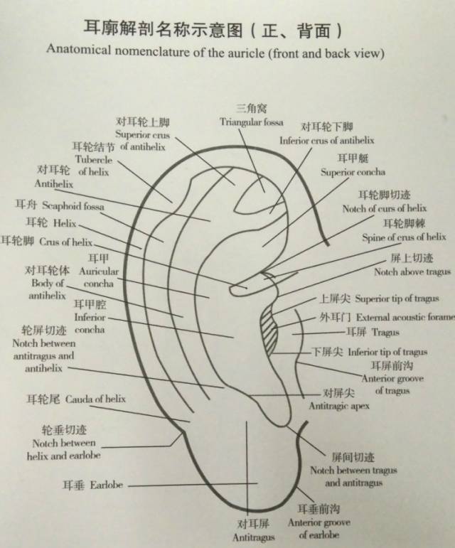 耳診筆記總結