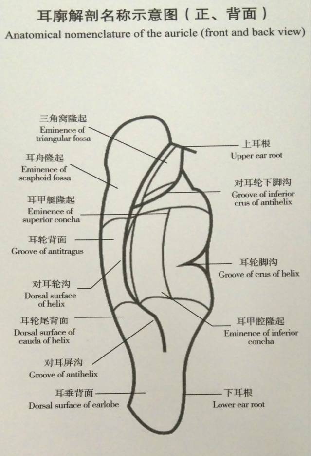 耳诊笔记总结