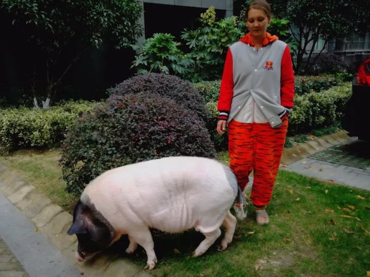 洋美女每天在小区遛大肥猪 邻居:她被淘宝卖家坑了(图)
