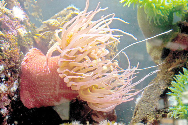 寄居蟹的智商到底有多高 偷走海螺壳做房子 控制海葵为其保命 海葵 海螺