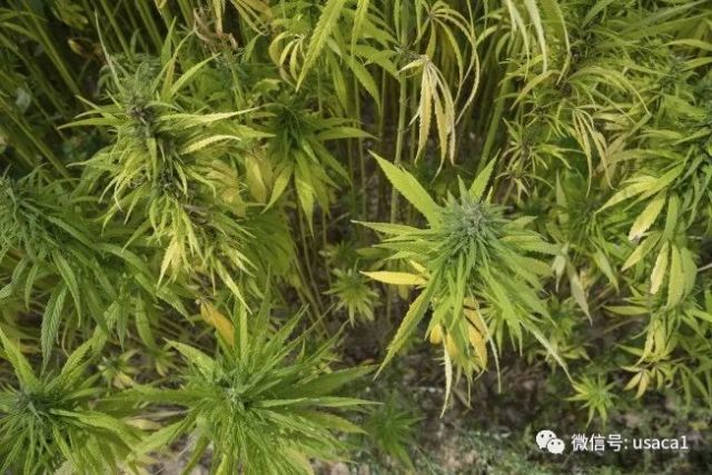 突袭私种大麻逮捕44中国人卖麻所得似用来犯罪