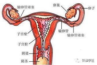 妇科不能不学的女性内生殖器解剖知识