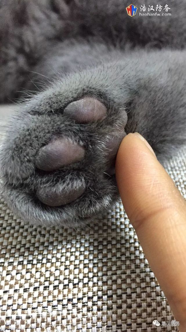 来一组萌萌喵爪