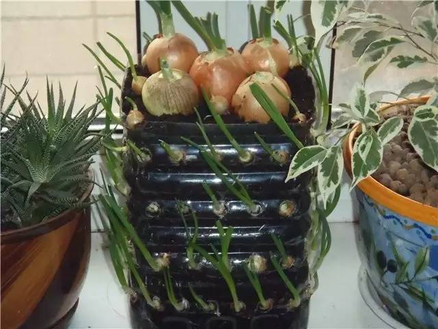 塑料瓶|巧用塑料瓶种大蒜洋葱，1个桶种一大片，吃都吃不完！