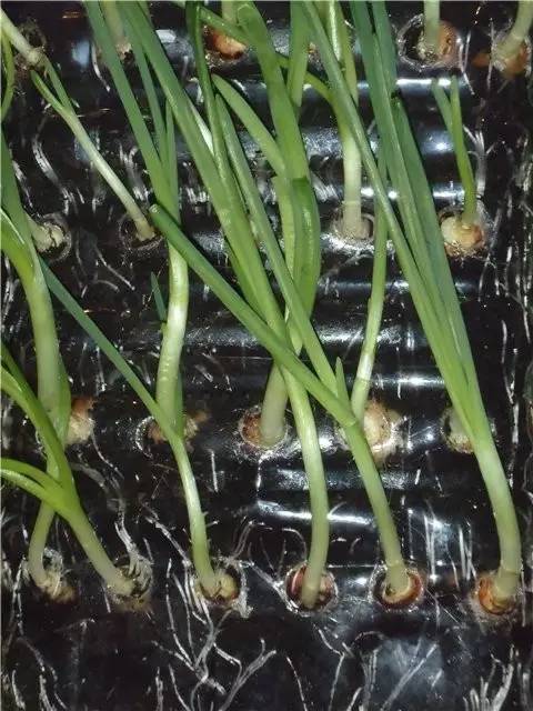 塑料瓶|巧用塑料瓶种大蒜洋葱，1个桶种一大片，吃都吃不完！