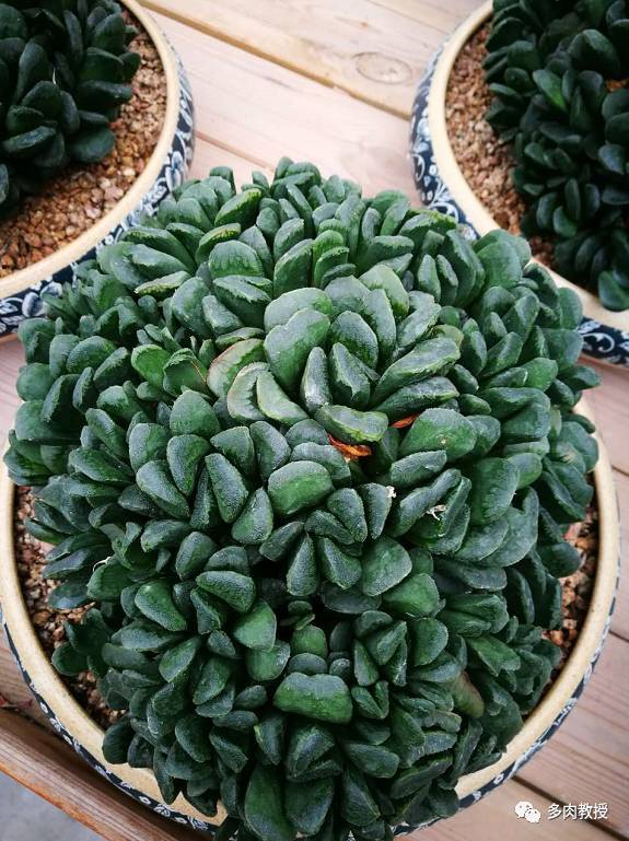 42款群生玉露,越看越喜欢,太惊艳了!_腾讯新闻