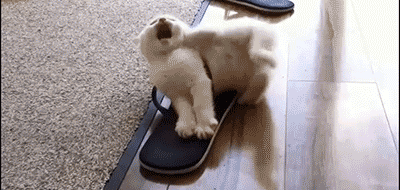猫咪对拖鞋有着迷之依恋,你家的喵主子也好这口吗?
