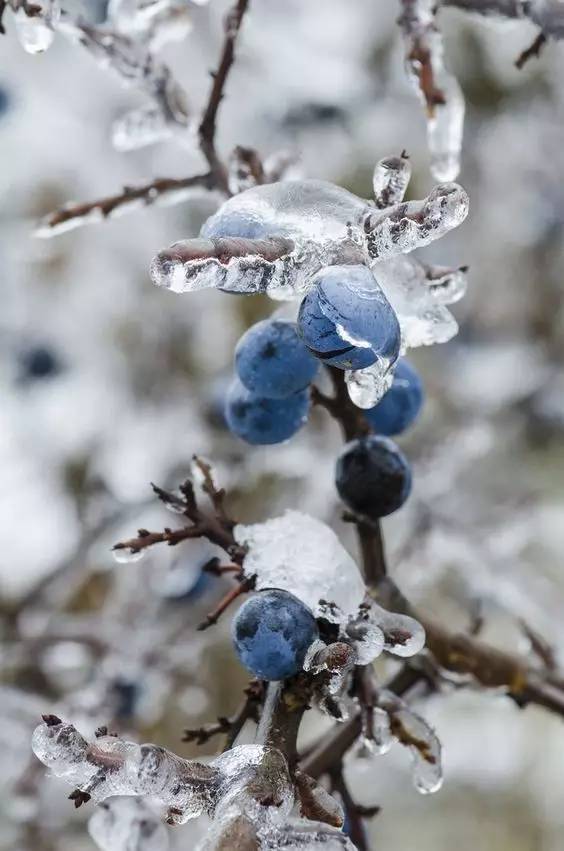 北风吹雪花飘美到心醉