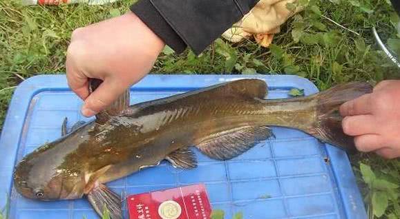 紅尾鯰魚本是一種兇猛的巨型掠食魚,主要見於亞馬遜流域,然而因為色彩