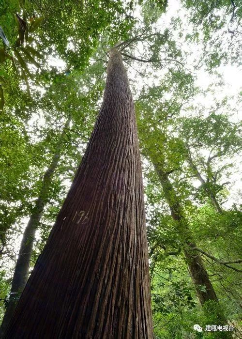 古树名木藏建瓯千载绿意引客来这些树王你都见过几个