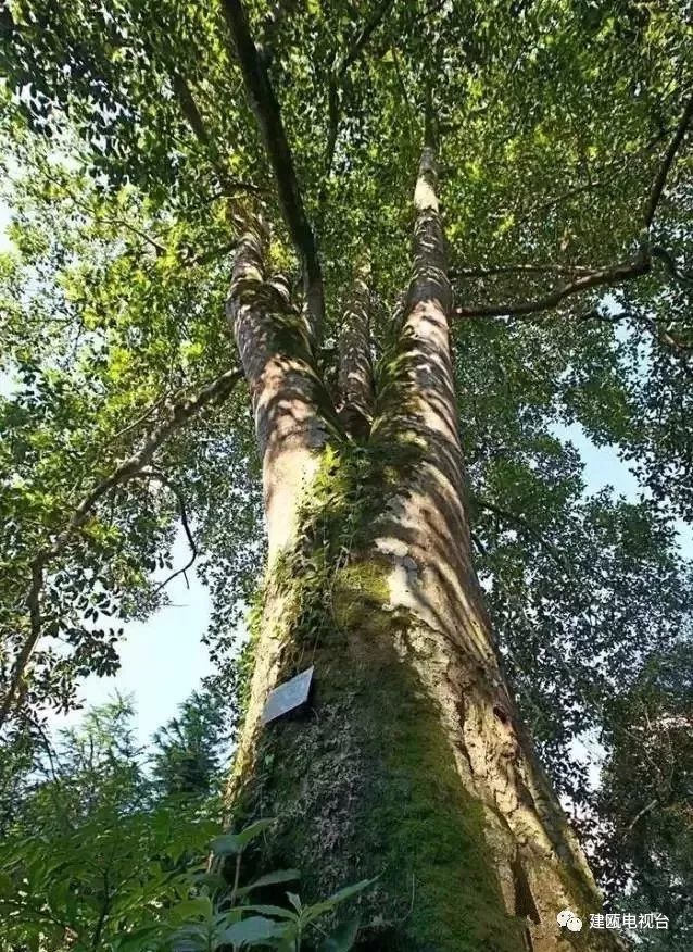 1★ 福建青冈树王◆位置:川石乡后坪村◆胸围 (厘米):338◆树高(米)