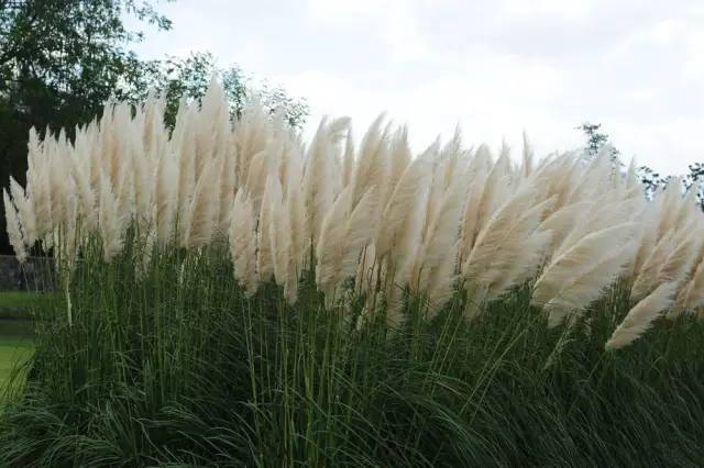 花境设计超全资料整理