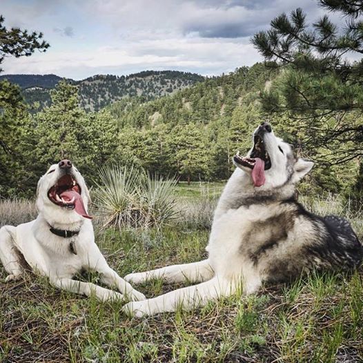 一只哈士奇和狼的混种整日无精打采