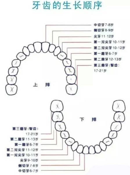 為什麼有些人只有28顆牙,有些人卻長了32顆?|智齒|恆牙|蛀牙|牙齒